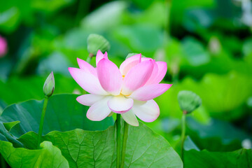 Delicate vivid pink and white water lily flowers (Nymphaeaceae) in full bloom and green leaves on a water surface in a summer garden, beautiful outdoor floral background photographed with soft focus.