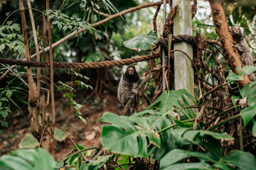 A little monkey staring the camera