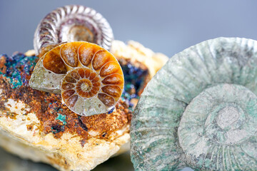 nautilus shell on black background
