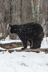 Black Bear (Ursus americanus) Rubs Butt Against Tree to Scratch Winter