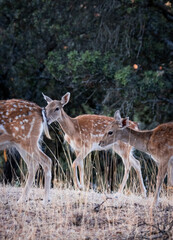 GRUPO DE GAMAS EN BOSQUE DE ESPAÑA