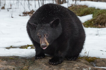 Black Bear (Ursus americanus) Crouches on Bare Rock Winter