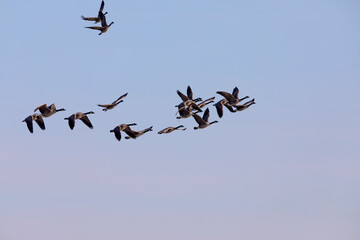 Canadian geese in flight
