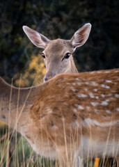 GAMA ASOMADA POR ENCIMA DEL CUERPO DE OTRA GAMA EN BOSQUE DE ESPAÑA