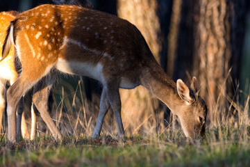 GAMA ILUMINADA POR EL SOL EN BOSQUE DE ESPAÑA