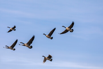 Canadian geese in flight