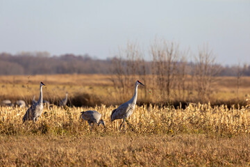 The sandhill cranes on the field