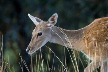 PRIMER PLANO DE GAMA JUNTO A HIERBAS EN BOSQUE DE ESPA&Ntilde;A