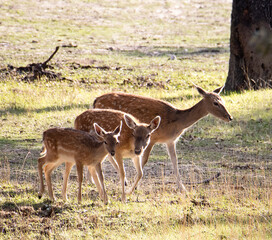 GRUPO DE GAMAS EN EL CAMPO ILUMINADAS POR EL SOL DE ATARDECER
