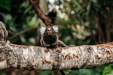 paraty - rio de janeiro