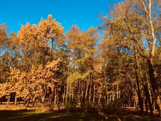 Fototapeta premium autumn in the park