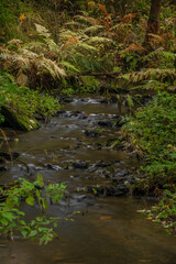 Utersky creek in dark color morning near Utery town in west Bohemia