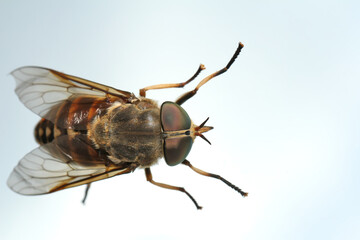 Horsefly  is a predator, actively attacking humans and animals.
Variegated flies of medium size.
