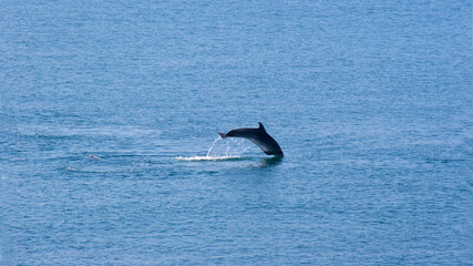 Fototapeta premium Dolphin jumping in blue water