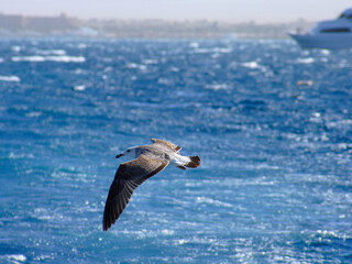 Flying seagull on blue water background