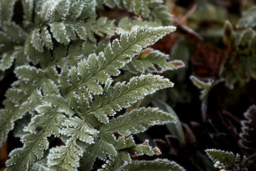 Fototapeta premium fern leaf covered with frosty border in winter forest
