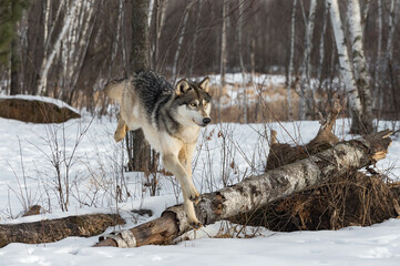Grey Wolf (Canis lupus) Jumps Over Log Back Legs Up Winter