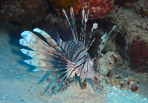 Lion fish in Red Sea, Egypt, underwater photograph