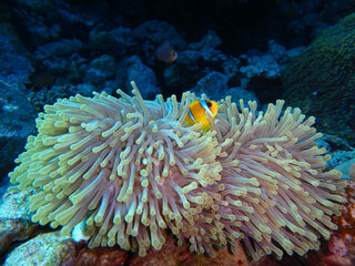 Naklejka na ściany i meble Red Sea Anemonefish, Fury Shoal, Red Sea Egypt, underwater photograph 