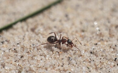 Ant in the sand (small but so strong)