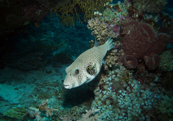 White-spotted puffer in Red Sea near St. Johns, Egypt, underwater photograph  © bayazed