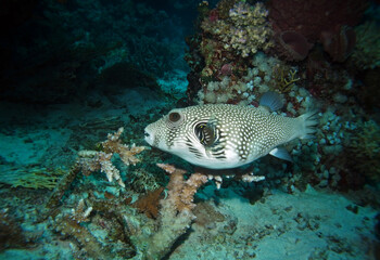 White-spotted puffer in Red Sea near St. Johns, Egypt, underwater photograph 