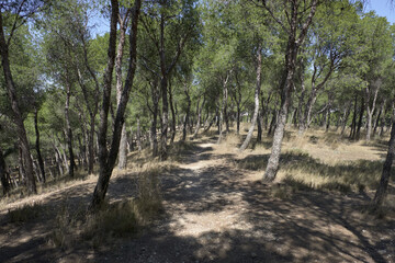 Fototapeta premium trees in the forest