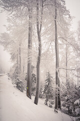 Beautiful moody atmosphere in winter forest, frozen trees and road covered by snow, real winter in the mountains, fog in the background, bohemian forest