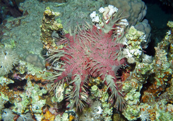 Naklejka na ściany i meble Crown-of-thorns starfish near Fury Shoal, Red Sea, Egypt, underwater photograph 