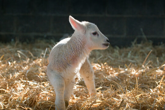 New born Lleyn lamb at lambing time in springtime, United Kingdom