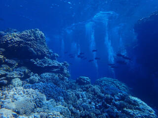 Coral reef near Fury Shoal in Red Sea, Egypt, underwater photograph