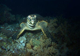Obraz premium Hawksbill turtle in Red Sea, Egypt, underwater photograph