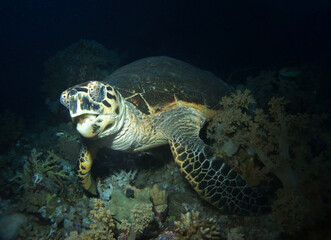 Fototapeta premium Hawksbill turtle in Red Sea, Egypt, underwater photograph