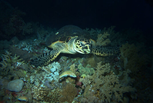 Hawksbill turtle in Red Sea, Egypt, underwater photograph