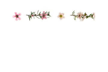 pink and white New Zealand teatree flowers in bloom isolated on white background with copy space bellow