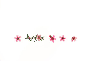 closeup of pink manuka flowers on white background with copy space above