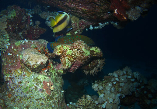 Banner fish in Red Sea, Egypt, underwater photograph