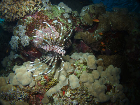 Lion fish in Red Sea, Egypt, underwater photograph  