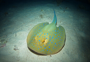 Bluespotted ribbontail ray, Marsa Mubarak, Marsa Alam area, Egypt