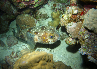 Yellowspotted burrfish, Marsa Alam area, Red Sea,  Egypt, underwater photograph 