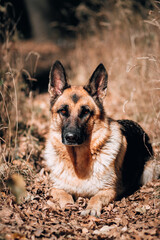 Beautiful portrait of a shepherd dog for a postcard or banner. Charming serious dog breed. German shepherd black and red color lies in the yellow autumn forest.