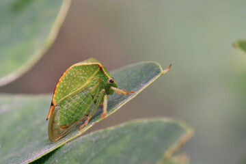 The buffalo treehopper sit on a leaf. Stictocephala bisonia.
The size of the insect is up to 10mm. A small green insect with sharp protrusions on each side of the chest in the form of 