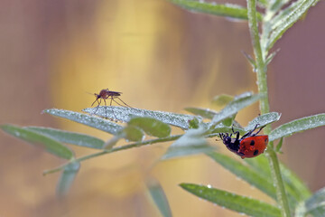 Ladybug and Mosquito. The early morning is cool and insects move slowly.
