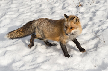 Red Fox (Vulpes vulpes) Stops to Turn Left While Moving Right Winter