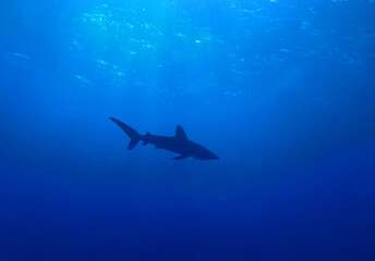 Naklejka premium Oceanic whitetip shark near Elphinstone Reef, Red Sea, Egypt, underwater photograph