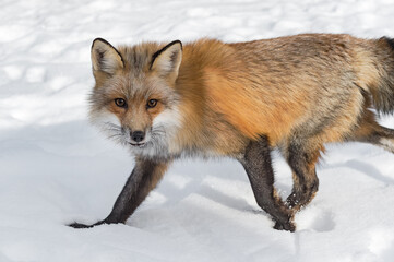 Red Fox (Vulpes vulpes) Steps Left Through Snow Winter