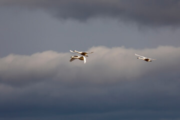 Fototapeta premium The tundra swans in flight