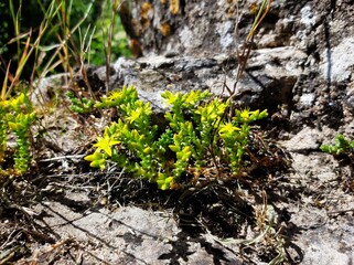 petite plante grasse