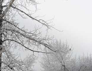 Fototapeta na wymiar King fisher bird perching on snow covered branches during a misty frosted morning