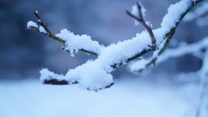 snow covered branches